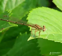 詌#锯譇儐?柖?蟌讒Yt<?*皰2,(惊奇队长在线观看完整版电影天堂)